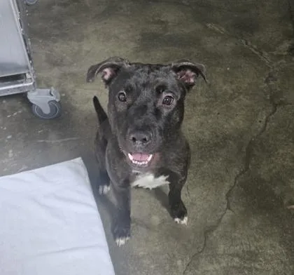 A young medium-sized male Brindle Pit Bull Terrier dog named Jupiter for adoption in Sacramento, CA