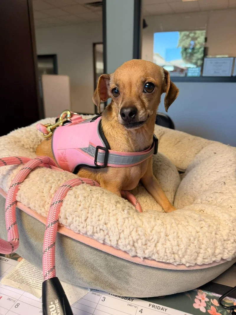An adult small-sized female Chihuahua dog named Nuna for adoption in Visalia, CA