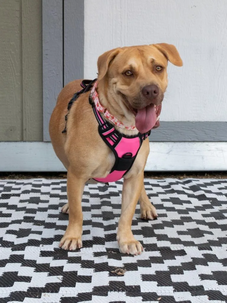 A young medium-sized female Mixed Breed dog named Lainey for adoption in Savage, MN
