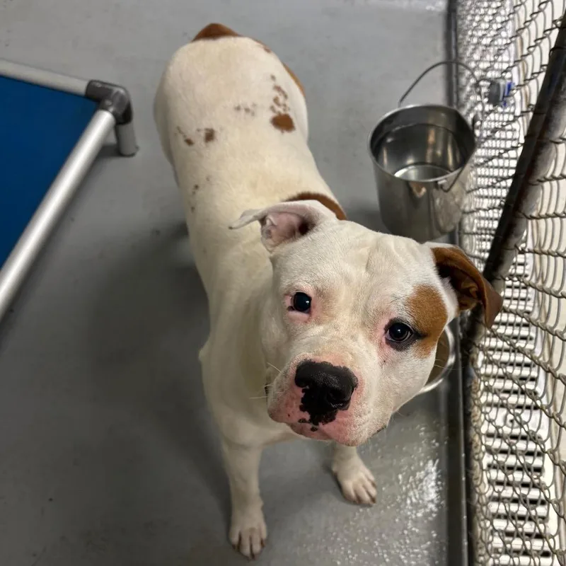 An adult large-sized male Mixed Breed dog named Donkey Buddy for adoption in Batavia, OH