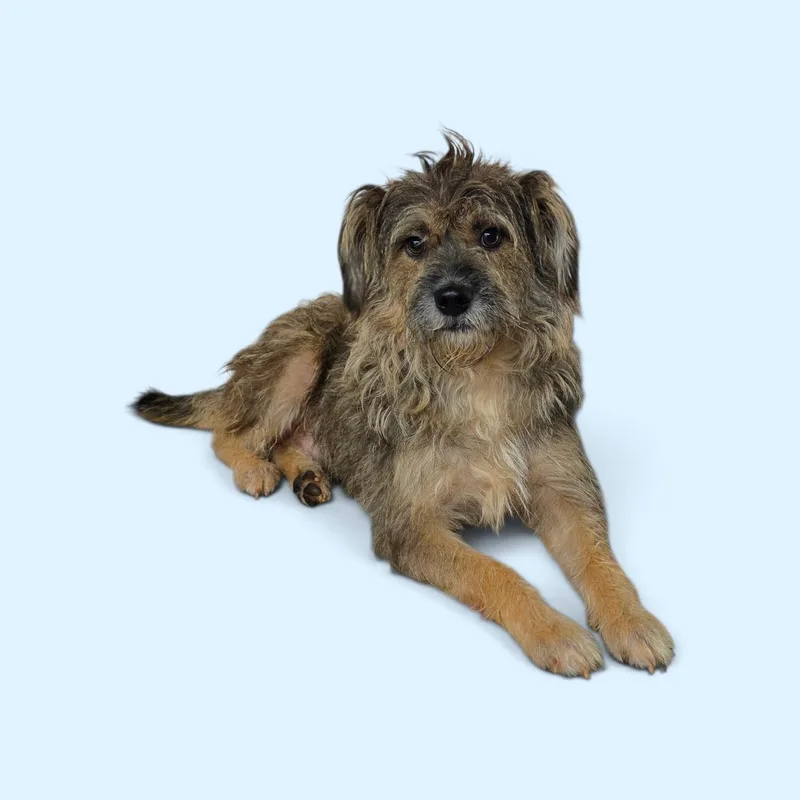 An adult small-sized male Brindle Schnauzer dog named Douglas for adoption in Dallas, GA