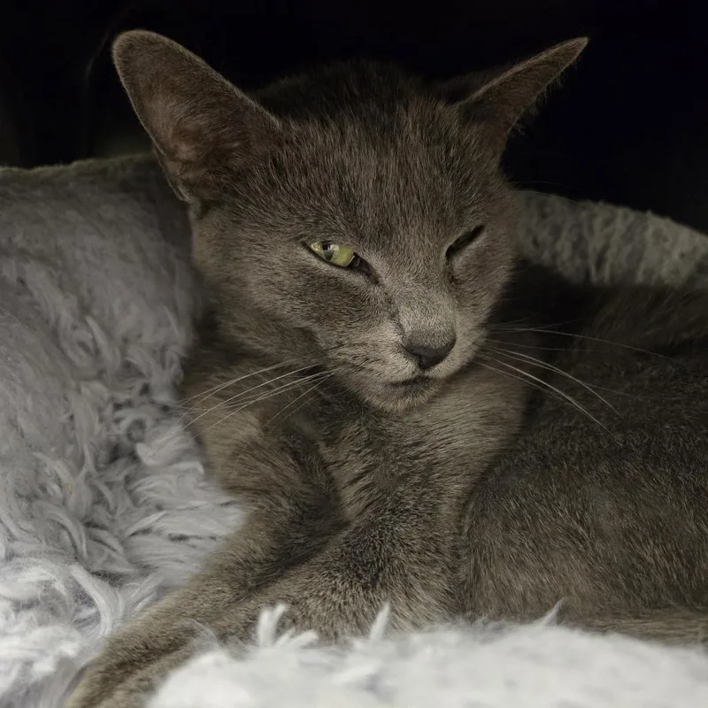 A young medium-sized female Gray / Blue / Silver Domestic Short Hair cat named Sassafras for adoption in Nashville, TN