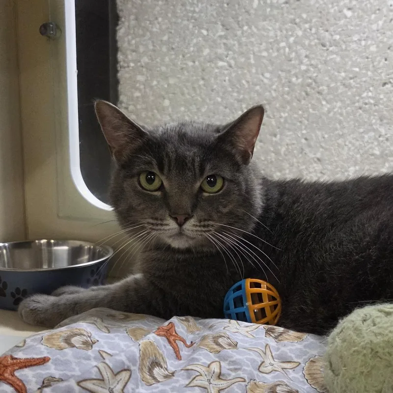 An adult small-sized male Gray / Blue / Silver Domestic Short Hair cat named Lex for adoption in Hinsdale, IL