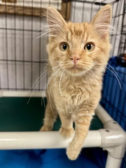 A baby small-sized female Domestic Medium Hair cat named Dandelion for adoption in Visalia, CA