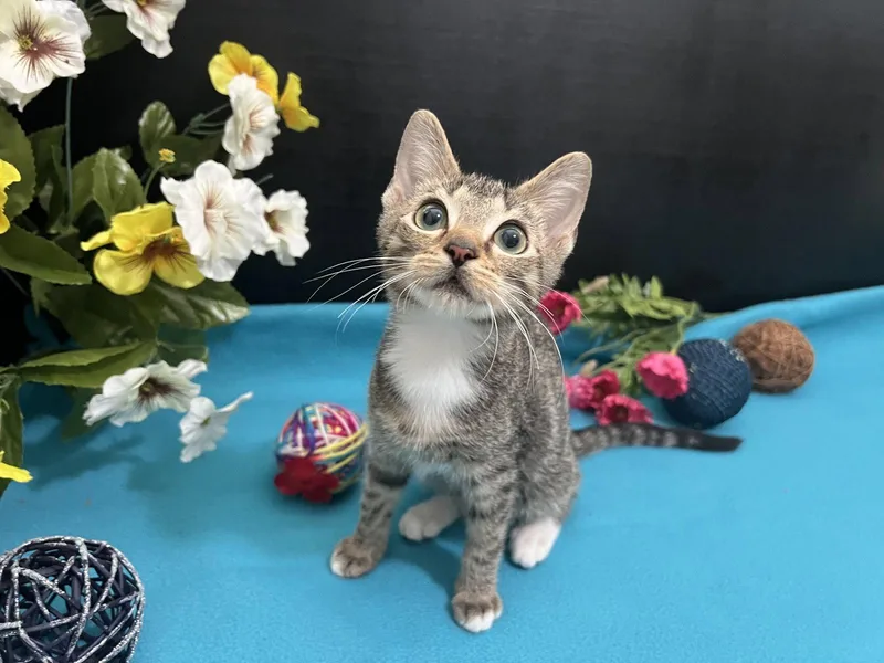 A baby small-sized male Tabby cat named Bubbles for adoption in Fayetteville, GA
