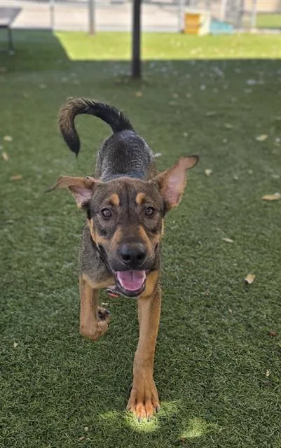 A young medium-sized male German Shepherd Dog dog named Oliver for adoption in Baldwin Park, CA