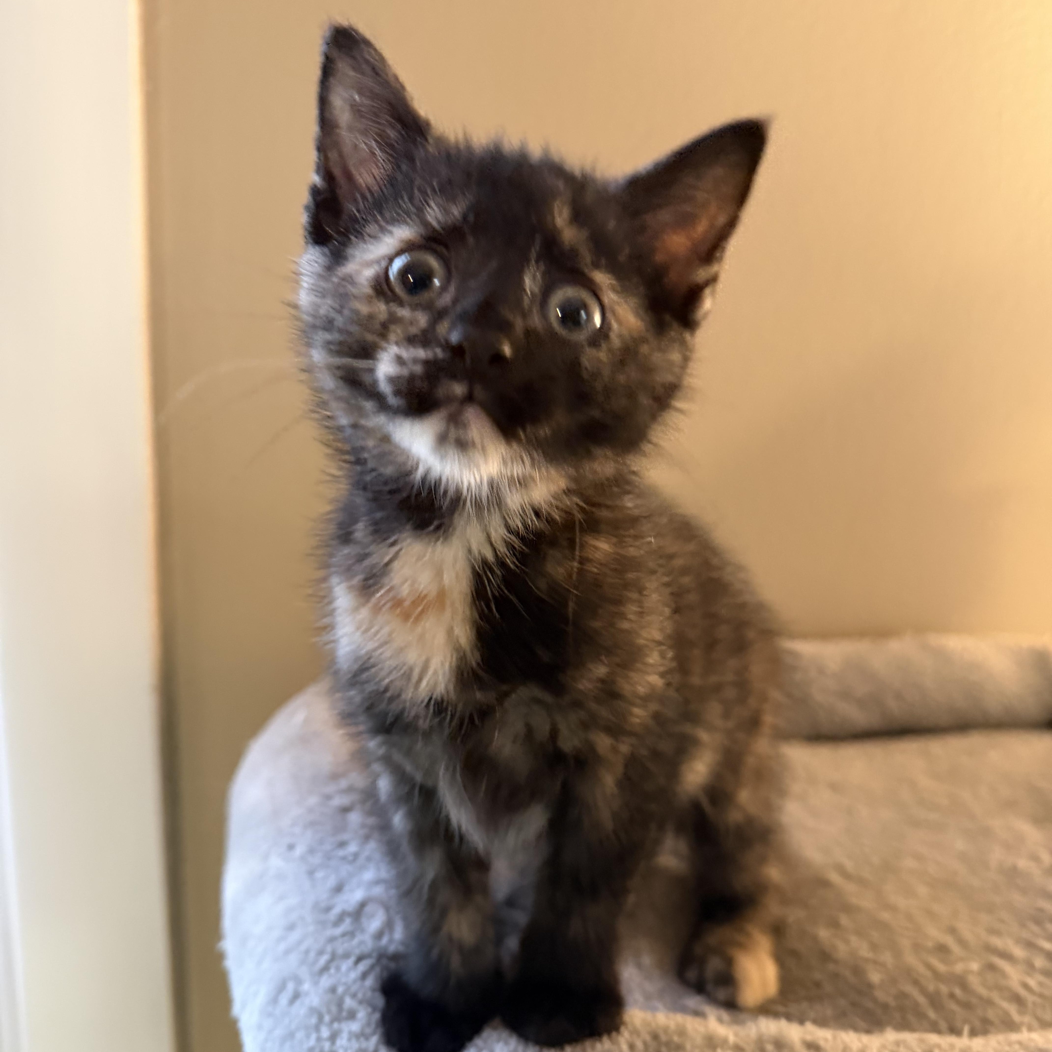 A baby medium-sized female Tortoiseshell Domestic Short Hair cat named Eloise & Hyacinth for adoption in East Amherst, NY