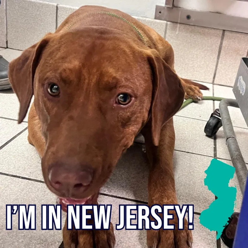 An adult large-sized male Red / Chestnut / Orange Mixed Breed dog named Contestant : Red for adoption in Charleston, WV