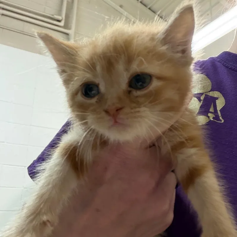 A baby small-sized female Orange / Red Domestic Short Hair cat named Vita for adoption in Ardmore, OK