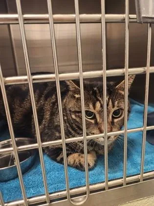 An adult small-sized male Domestic Short Hair cat named Romeo for adoption in Fallston, MD