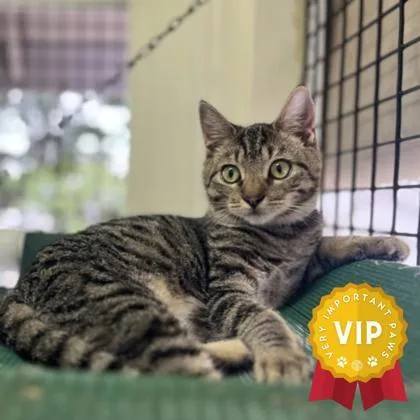 A young medium-sized male Domestic Short Hair cat named Romeo for adoption in Honolulu, HI