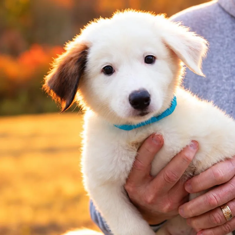 A baby medium-sized male Australian Shepherd dog named Moss for adoption in Eastford, CT