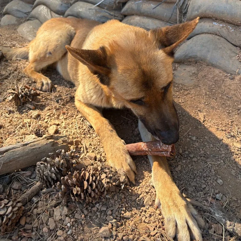 An adult large-sized male Yellow / Tan / Blond / Fawn Belgian Shepherd / Malinois dog named Duke for adoption in Lakehead, CA