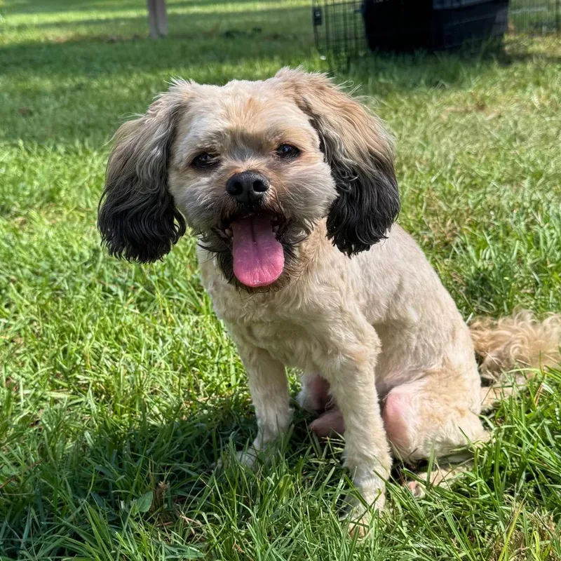 A senior small-sized male Shih Tzu dog named Teddy Graham for adoption in Houston, TX