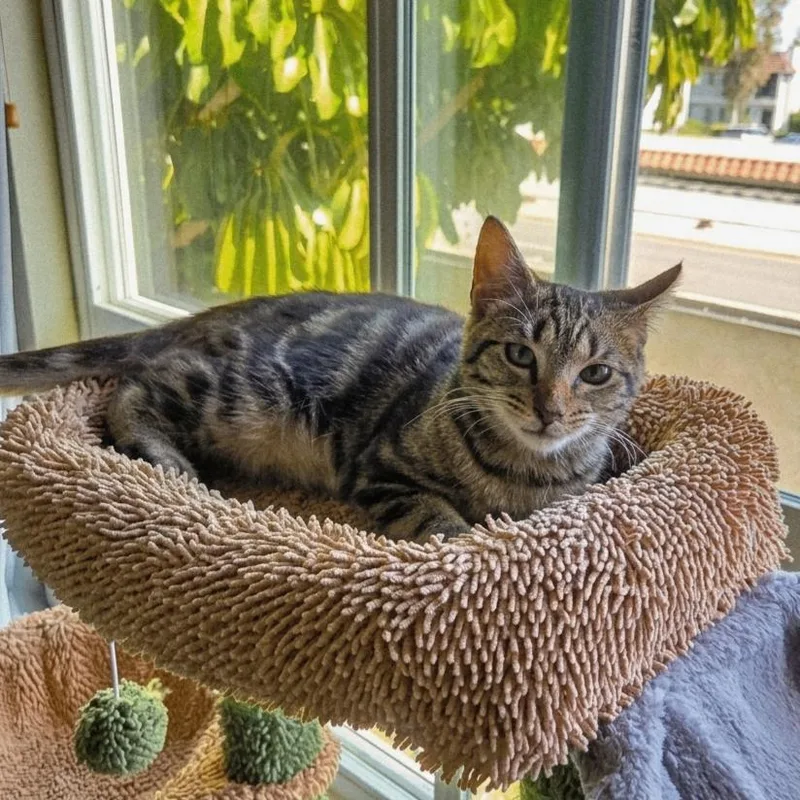 A young small-sized male Brown / Chocolate Domestic Short Hair cat named Chance for adoption in Tustin, CA