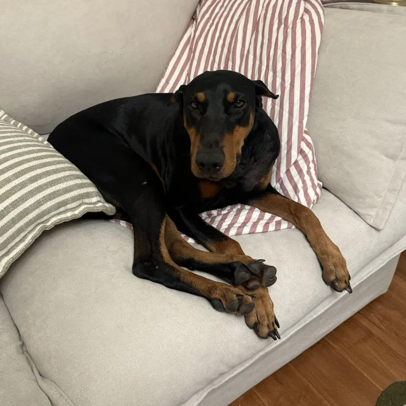 An adult large-sized female Black Doberman Pinscher dog named Meadow for adoption in Turlock, CA