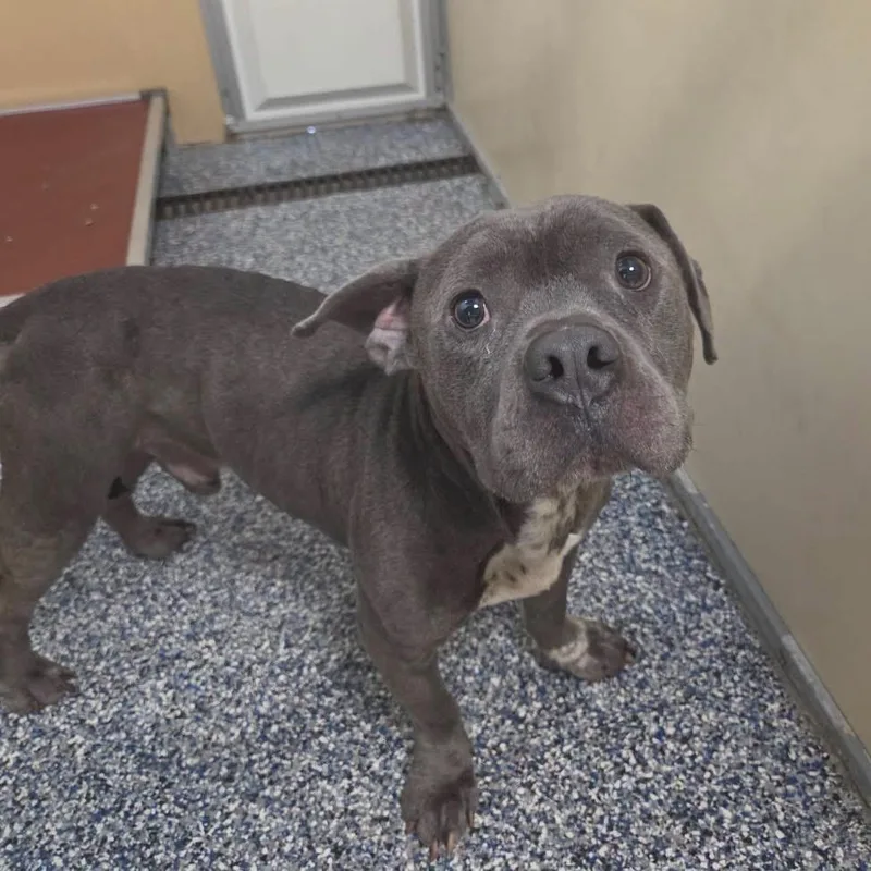 An adult medium-sized male Gray / Blue / Silver Mixed Breed dog named Skynyrd for adoption in Binghamton, NY