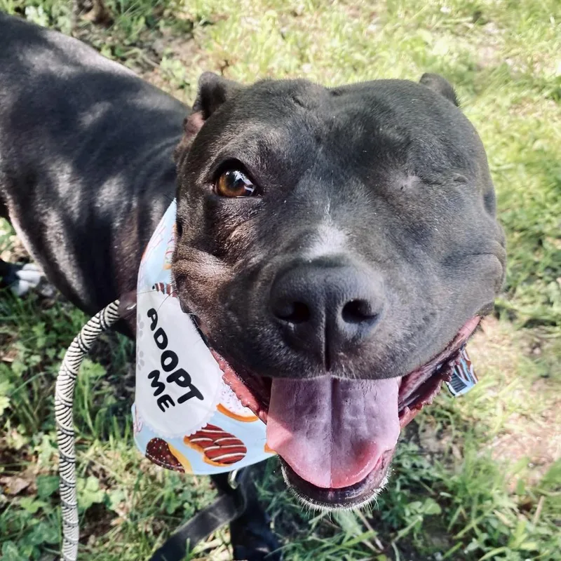 A senior large-sized female Black American Staffordshire Terrier dog named Moxie for adoption in Long Island City, NY