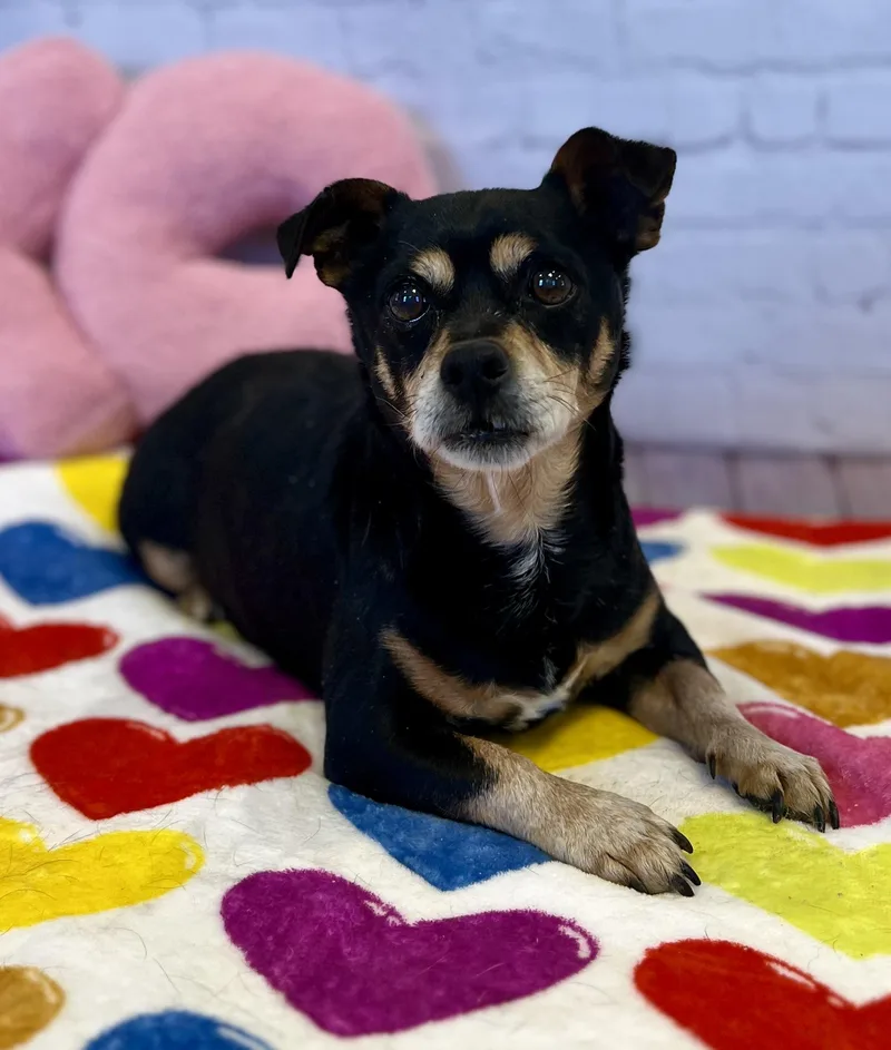 An adult small-sized male Black Chihuahua dog named Jax for adoption in Snyder, TX