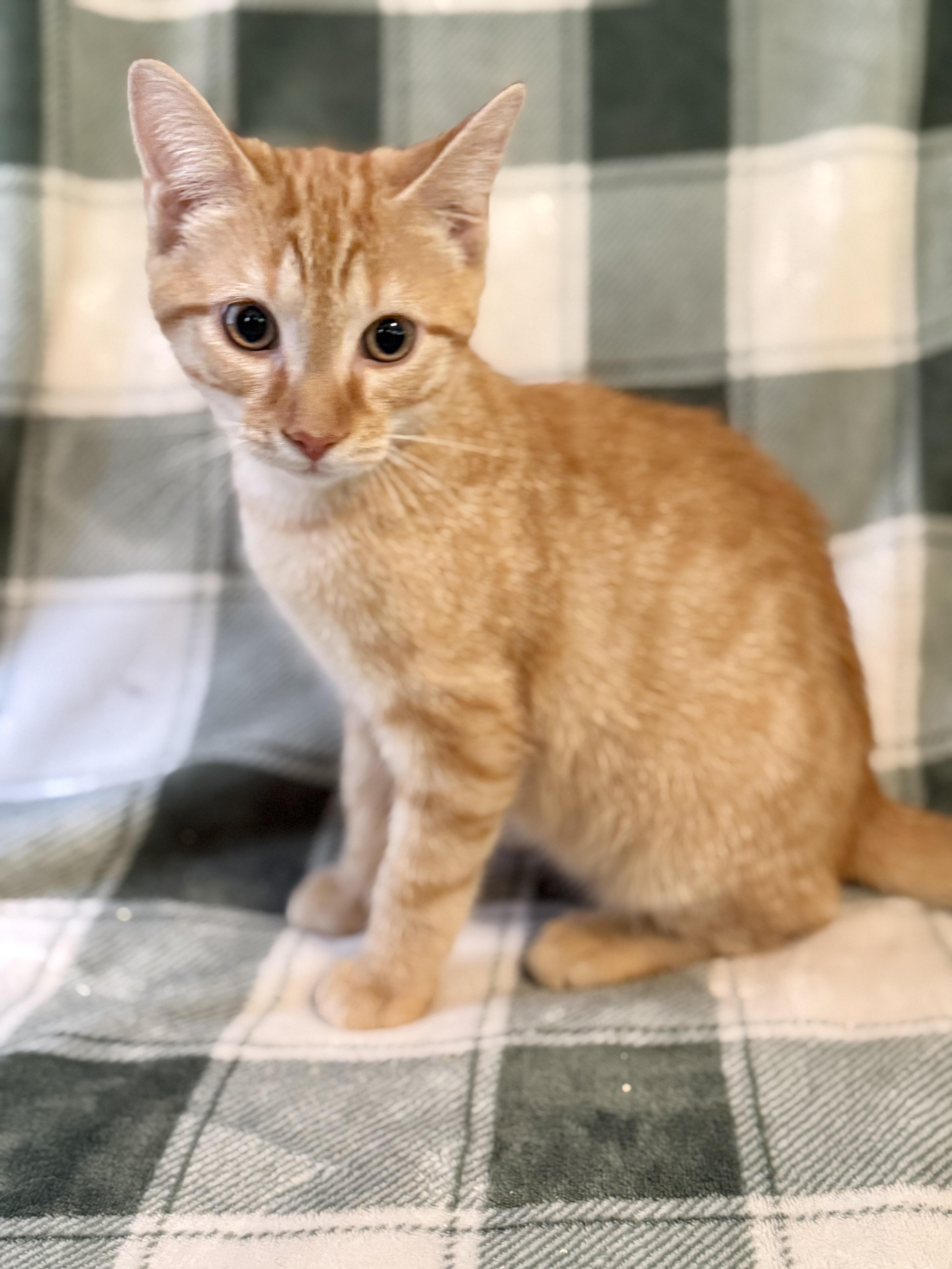 A baby medium-sized male Tabby (Orange / Red) Domestic Short Hair cat named Telemachus for adoption in Greensboro, NC