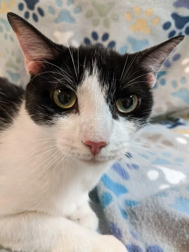 An adult large-sized male Black & White / Tuxedo Domestic Short Hair cat named Tyler for adoption in Raleigh, NC