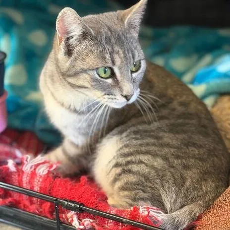 Regina George thumbnail 2