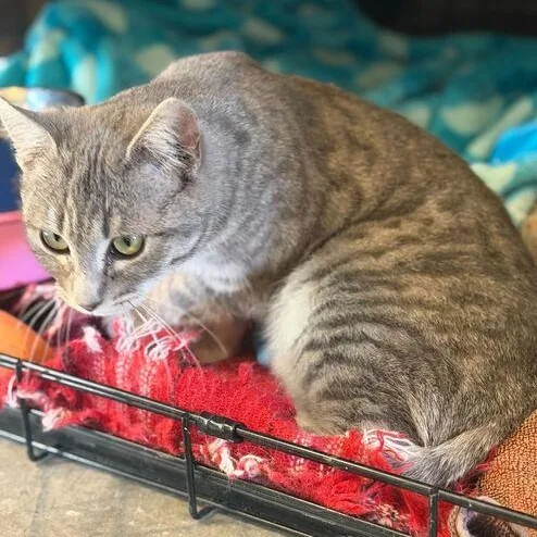 Regina George thumbnail 3