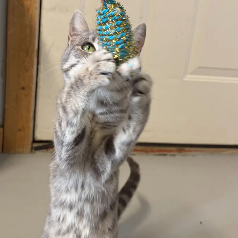 Regina George thumbnail 4