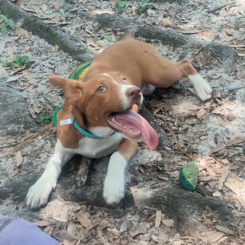A baby medium-sized female Australian Kelpie dog named Dolly for adoption in Port Saint Lucie, FL