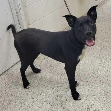 A young large-sized male Black Mixed Breed dog named Dale for adoption in Kansas City, MO