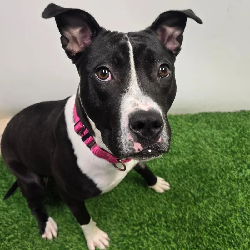 A young large-sized female Black Pit Bull Terrier dog named Leah for adoption in Columbia, MO