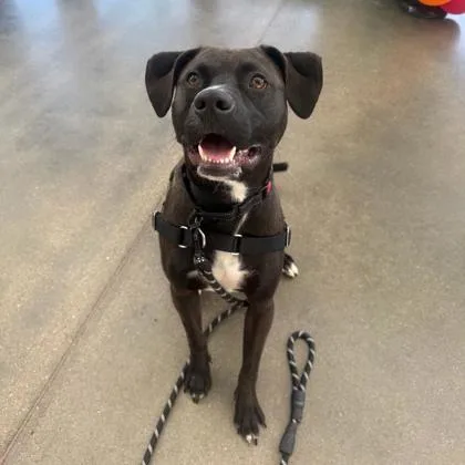 A young medium-sized male Mixed Breed dog named Baby Kurt for adoption in Janesville, WI