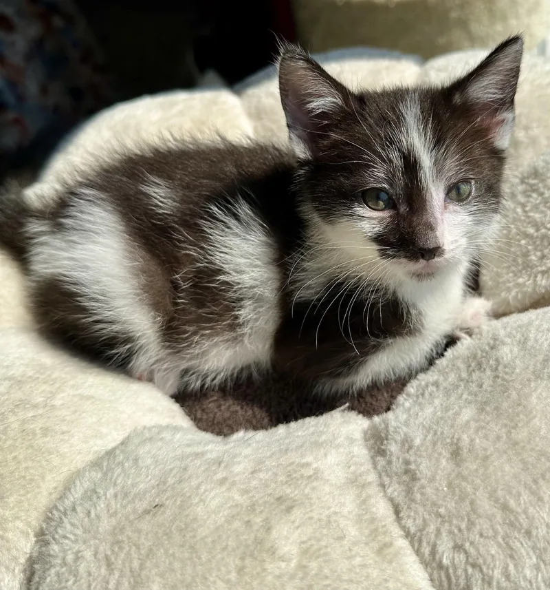 A baby medium-sized male Black & White / Tuxedo Domestic Short Hair cat named Tao for adoption in Bethel, OH