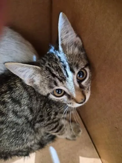 A baby small-sized male Domestic Short Hair cat named Sasuke for adoption in Farmers Branch, TX