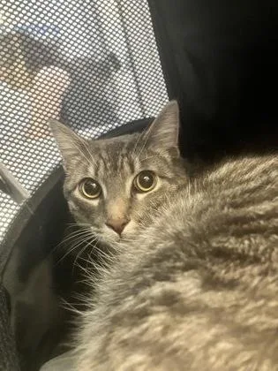 Stormi