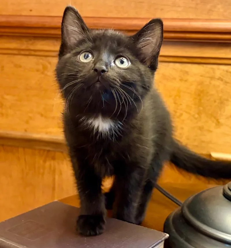 A baby medium-sized female Domestic Short Hair cat named Peggy for adoption in Columbia, IL