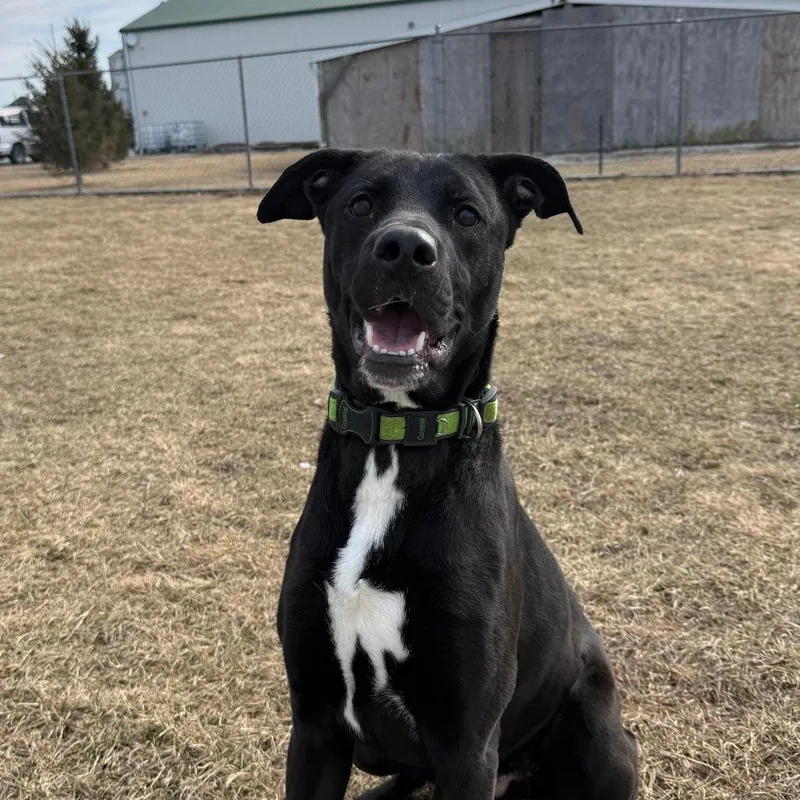 Zeppelin thumbnail 2