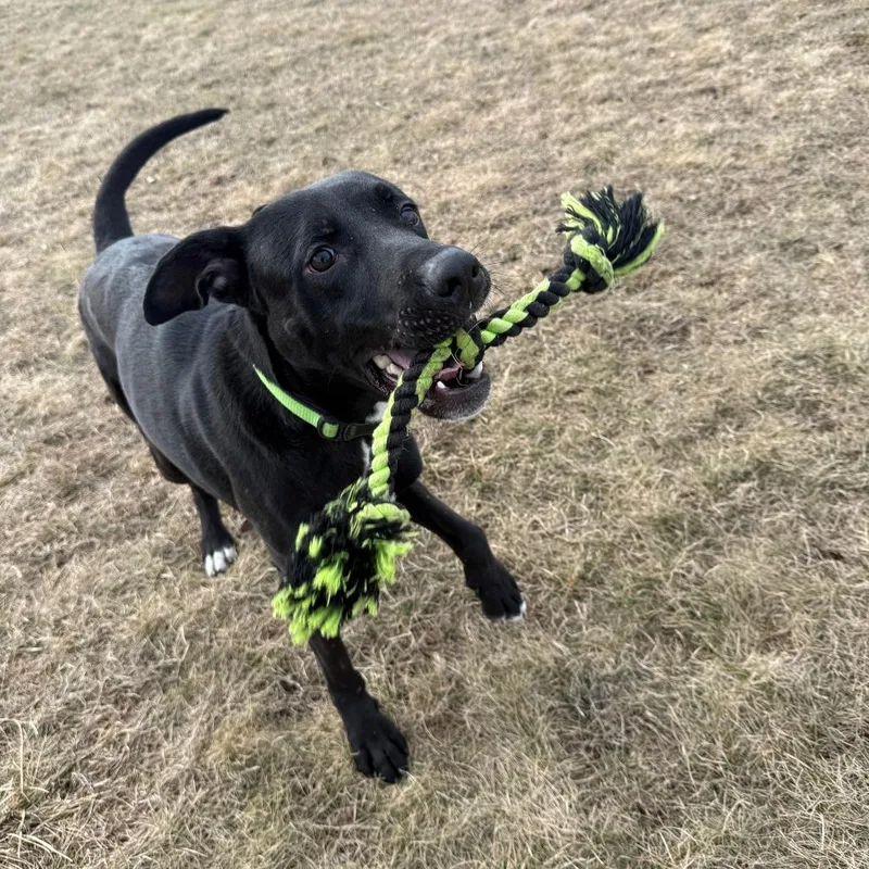 Zeppelin thumbnail 3