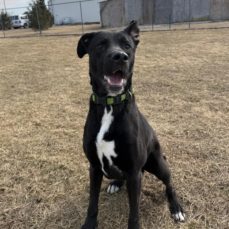 Zeppelin thumbnail 4