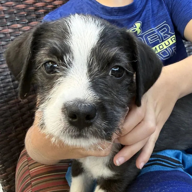 A baby medium-sized male Brindle Boston Terrier dog named Chucky for adoption in San Mateo, CA
