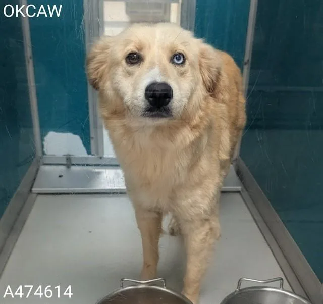 An adult large-sized female Australian Shepherd dog named A for adoption in Oklahoma City, OK