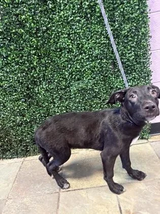 A baby medium-sized female Black Mixed Breed dog named 61384994 for adoption in El Paso, TX
