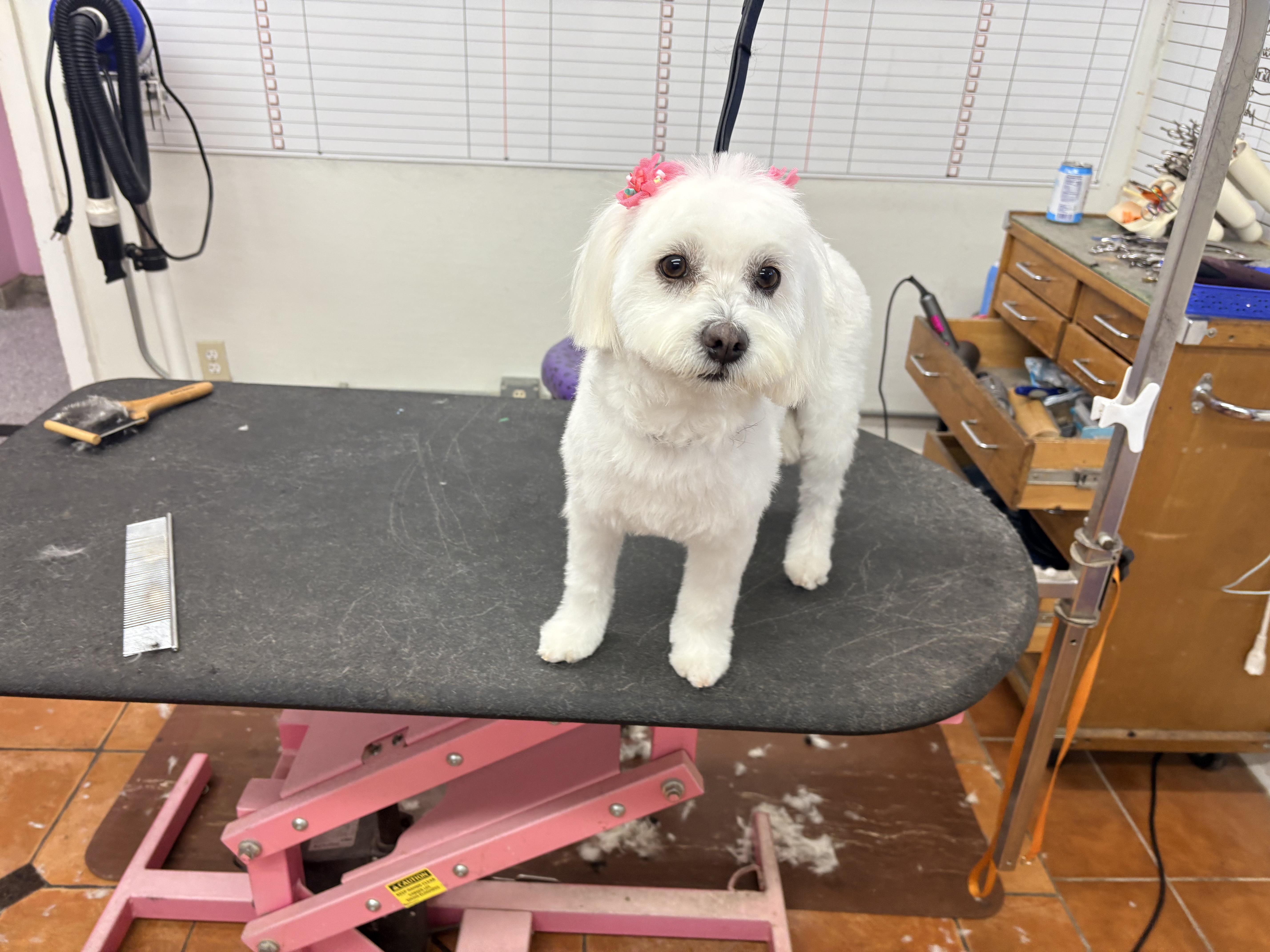 An adult small-sized female Maltese dog named Lola for adoption in Houston, TX