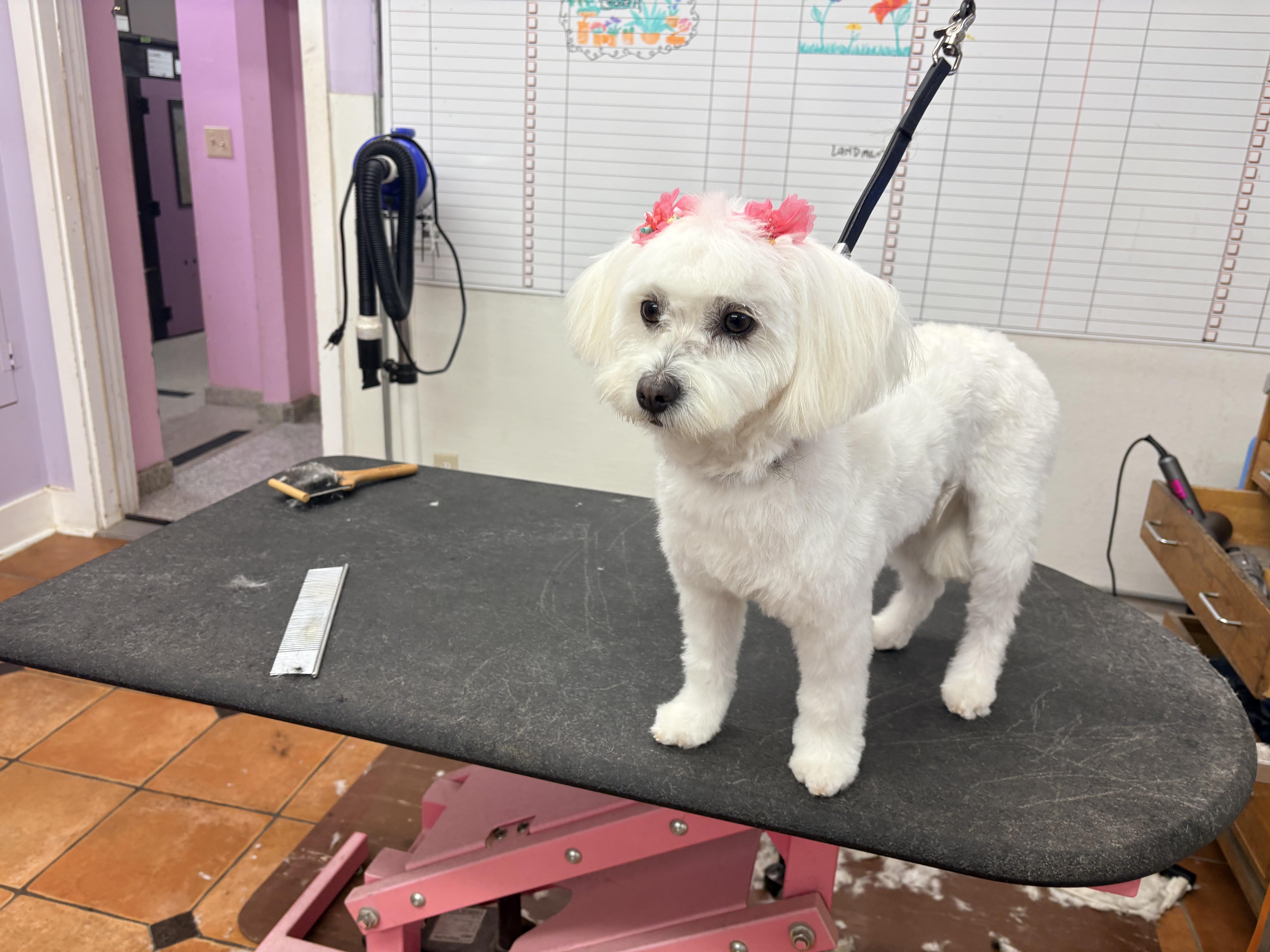Lola thumbnail 2