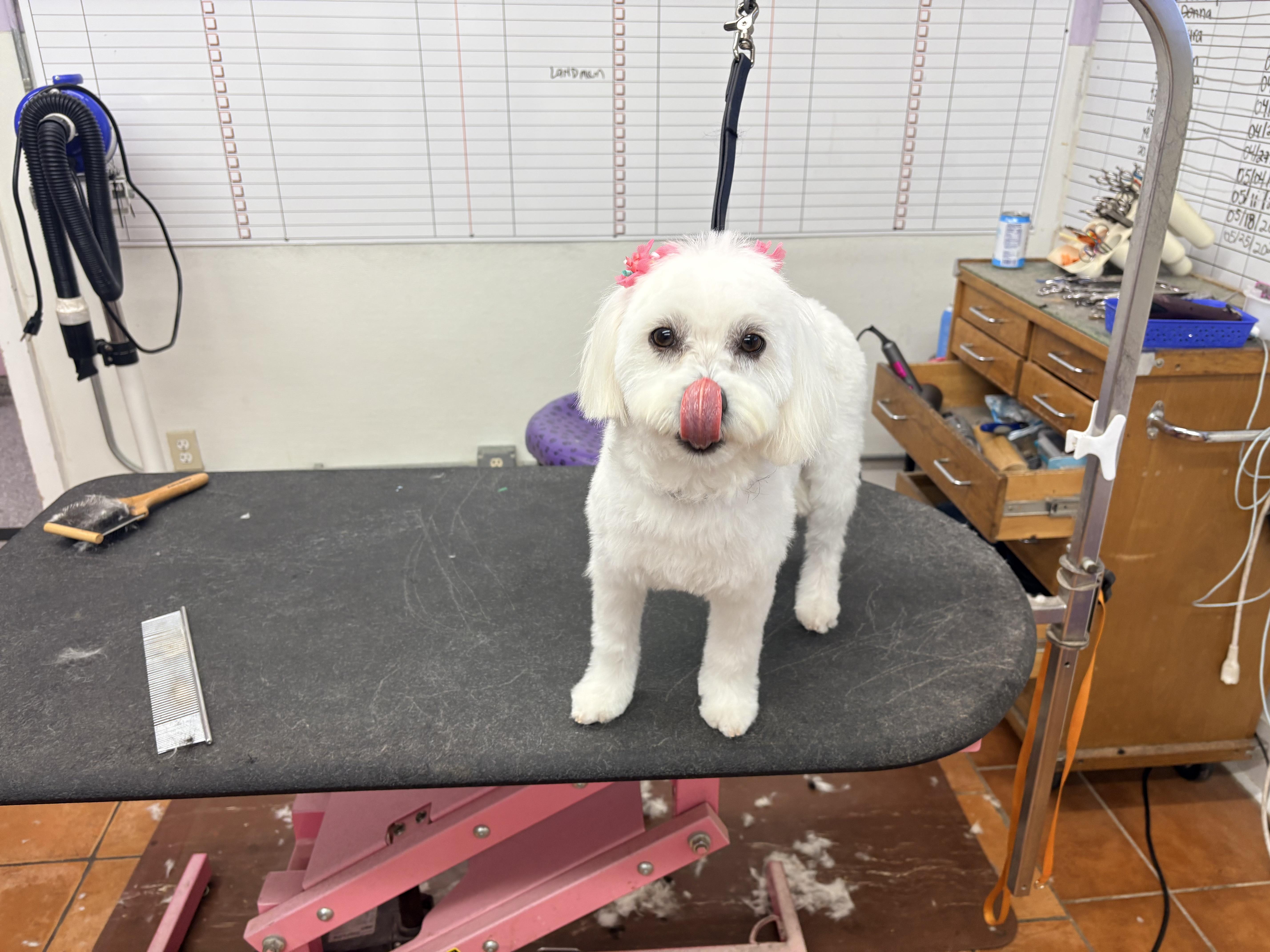 Lola thumbnail 3