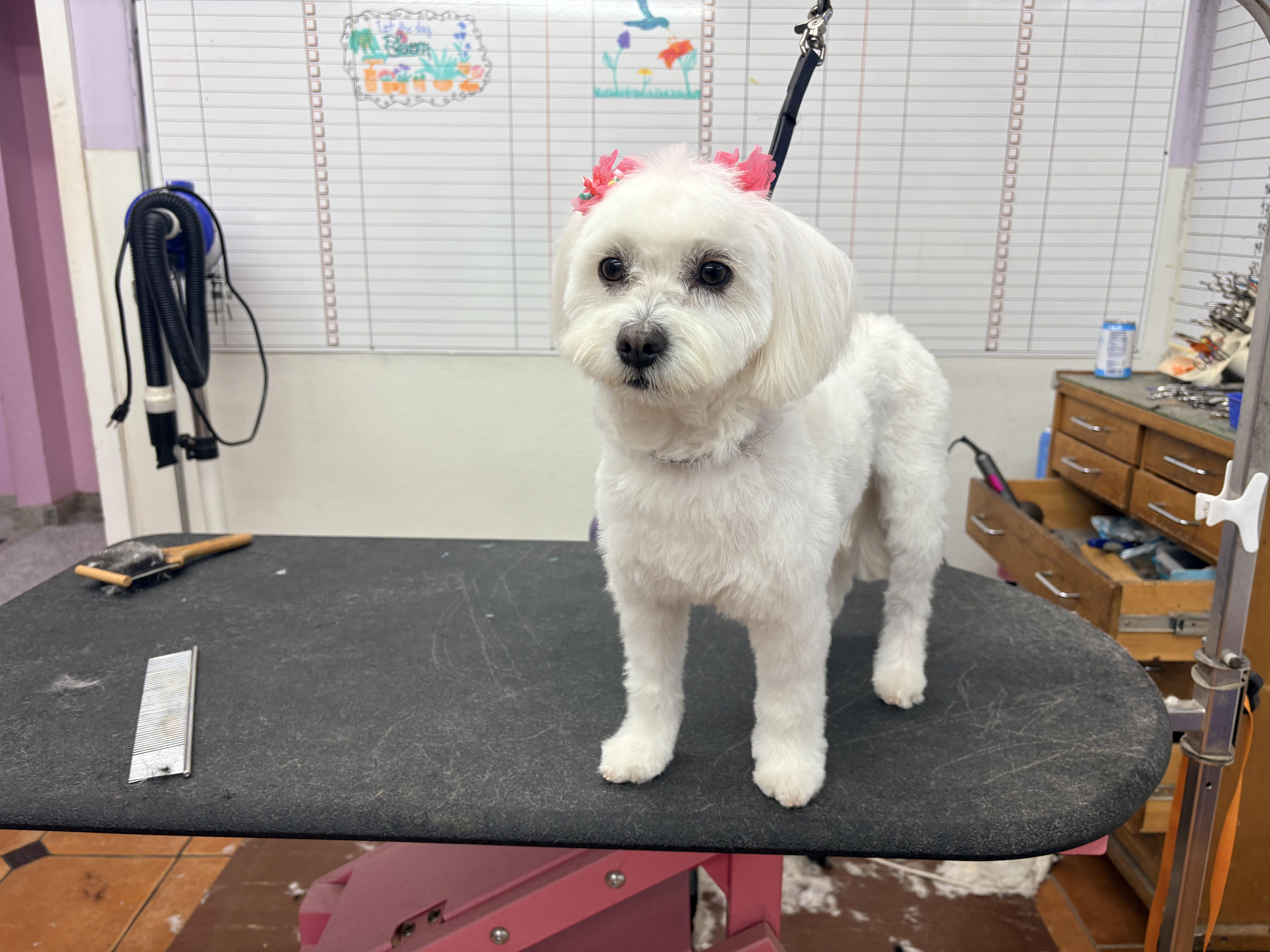 Lola thumbnail 4