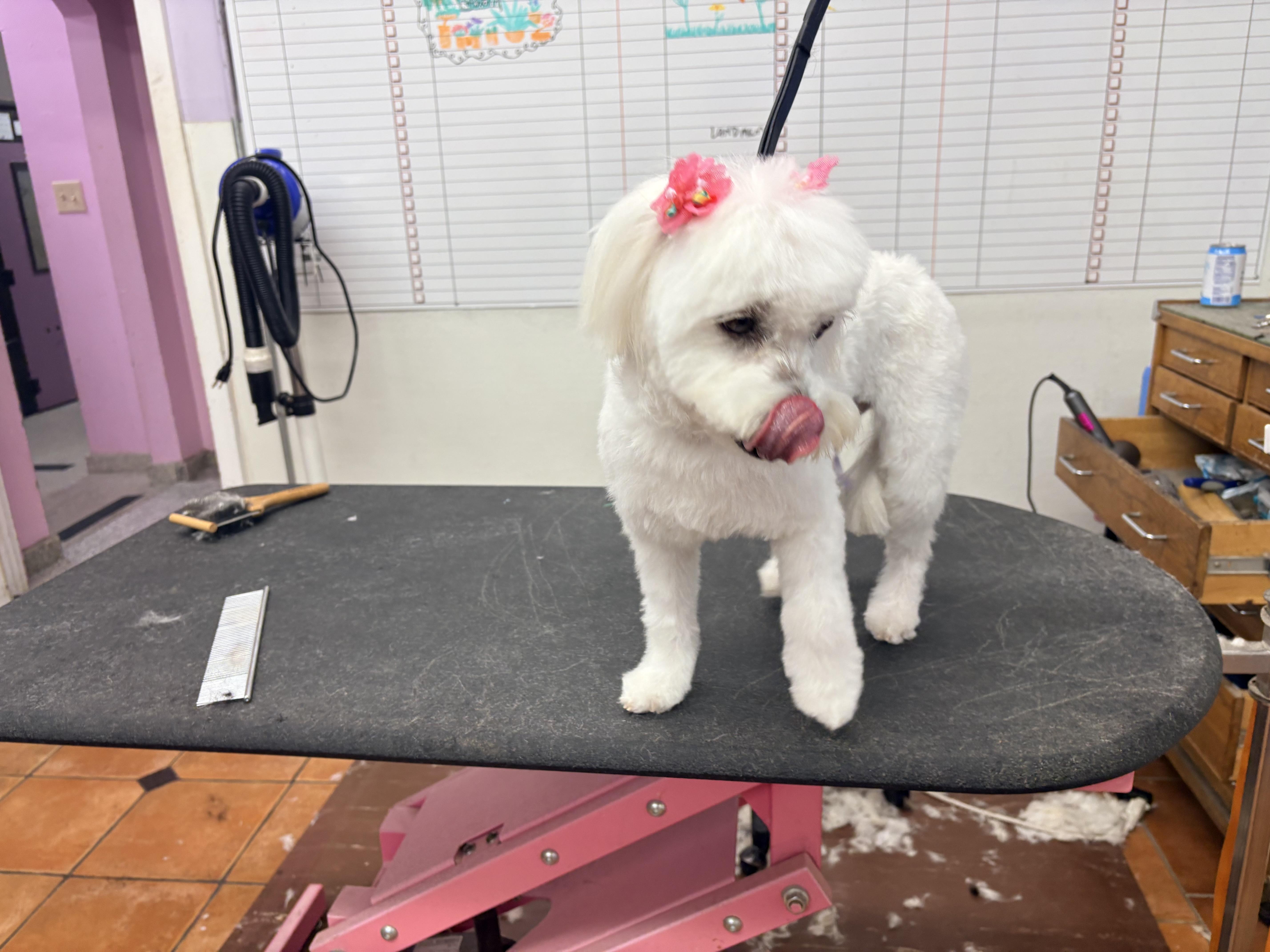 Lola thumbnail 6
