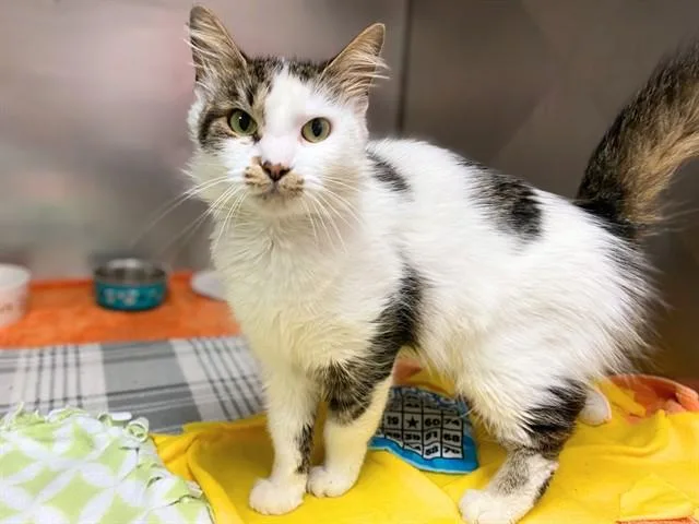 An adult small-sized female Domestic Medium Hair cat named Seraphina for adoption in Fort Wayne, IN