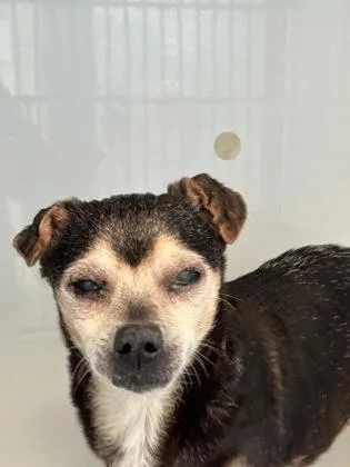 A senior small-sized unknown Mixed Breed dog named Java for adoption in Atlanta, GA