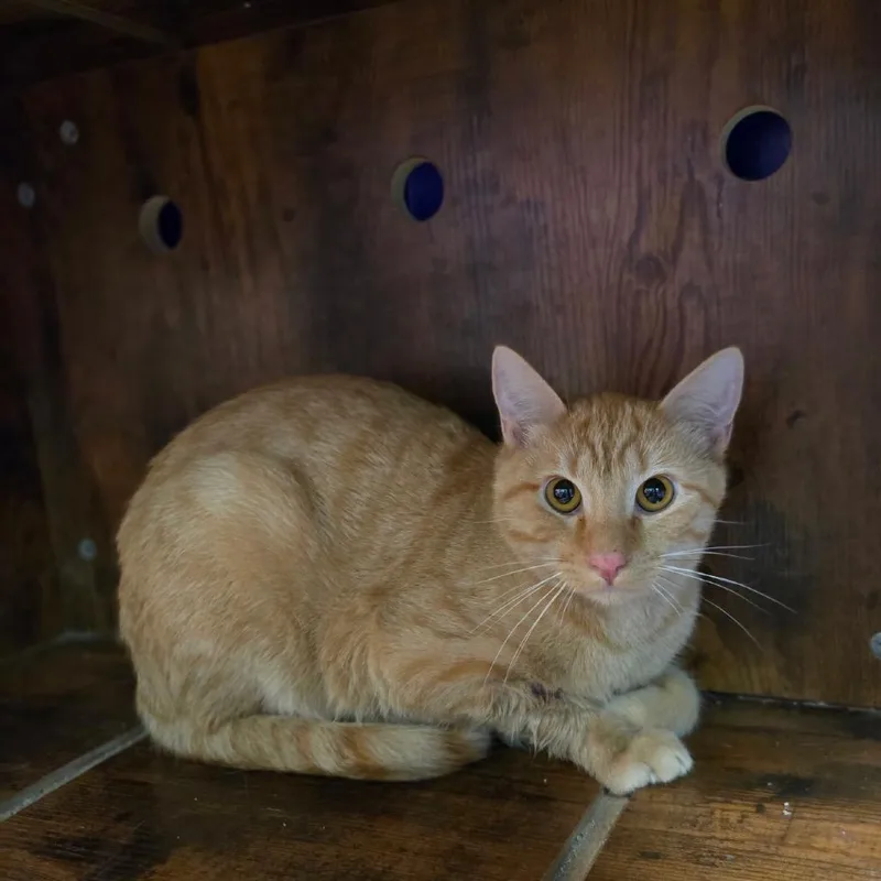 A young medium-sized male Orange / Red Domestic Short Hair cat named Sancho for adoption in Pauls Valley, OK